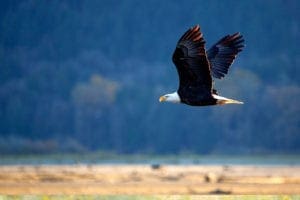 flying bird